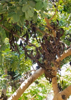 Carob (Ceratonia Siliqua)