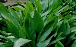 Cast Iron Plant - 1 Gallon Pot -Wilson Bros Gardens Shop Cast Iron Plant 1