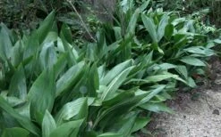 Cast Iron Plant - 1 Gallon Pot -Wilson Bros Gardens Shop Cast Iron Plant 3