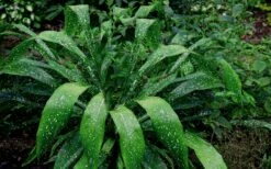 Spek-tacular Cast Iron Plant - 3 Gallon Pot -Wilson Bros Gardens Shop Cast Iron Plant Spektacular 5