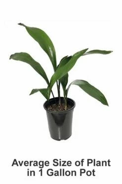Cast Iron Plant - 3 Gallon Pot -Wilson Bros Gardens Shop Cast iron Plant 20 2