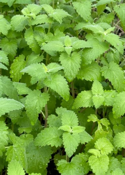 Catnip (Nepeta Cataria) -Wilson Bros Gardens Shop Catnip Nepetacataria