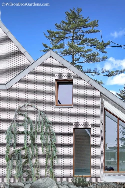 Serpentine Weeping Blue Atlas Cedar - 5 Gallon Pot 1 Serpentine Weeping Blue Atlas Cedar - 5 Gallon Pot