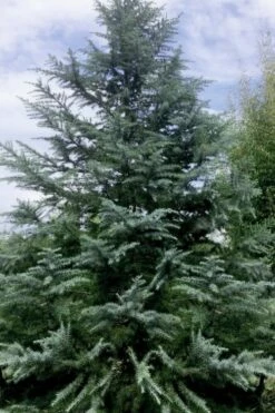 Patti Faye Deodar Cedar - 7 Gallon Pot