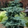 Horstmann Dwarf Blue Atlas Cedar - 3 Gallon Pot