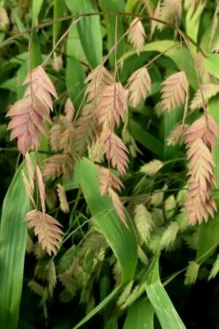 Upland Sea Oats (Chasmanthium Latifolium) - 6 Pack Of 1 Gallon Pots -Wilson Bros Gardens Shop Chasmanthium 10 5