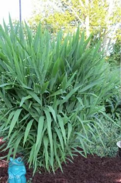 Upland Sea Oats (Chasmanthium Latifolium) - 16 Pack Of 1 Gallon Pots -Wilson Bros Gardens Shop Chasmanthium Latifolium 1