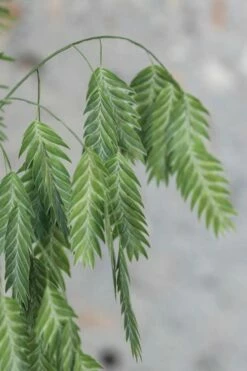 Upland Sea Oats (Chasmanthium Latifolium) - 6 Pack Of 1 Gallon Pots -Wilson Bros Gardens Shop Chasmanthium Latifolium 4 5