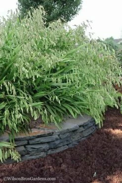 Upland Sea Oats (Chasmanthium Latifolium) - 6 Pack Of 1 Gallon Pots -Wilson Bros Gardens Shop Chasmanthium Latifolium 6 5