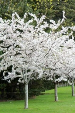 Yoshino Flowering Cherry Tree - 5 Gallon Pot