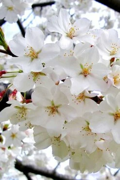 Yoshino Flowering Cherry Tree - 5 Gallon Pot -Wilson Bros Gardens Shop Cherry Yoshino 3 2