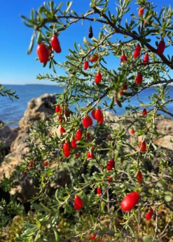 Christmasberry (Lycium Carolinianum) -Wilson Bros Gardens Shop Christmasberry Lyciumcarolinianum liveplantsforsale SowExotic.com 1