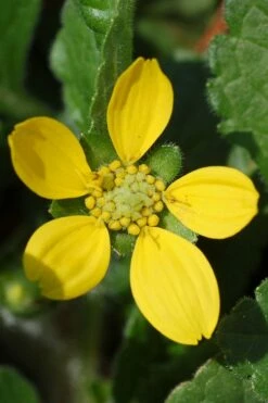 Chrysogonum Green And Gold (Goldenstar) - 10 Pack Of 4" Pots -Wilson Bros Gardens Shop Chrysogonum virginianum Green And Gold 1 2