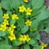Chrysogonum Green And Gold (Goldenstar) - 10 Pack Of 4" Pots