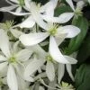 Snowdrift Evergreen Clematis Armandii - 2 Gallon Pot