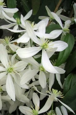 Snowdrift Evergreen Clematis Armandii - 2 Gallon Pot