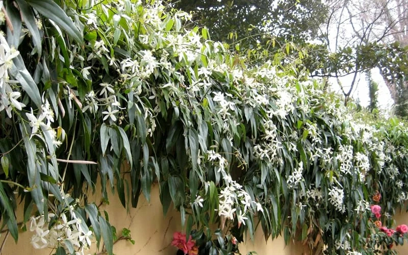 Snowdrift Evergreen Clematis Armandii - 2 Gallon Pot 6 Snowdrift Evergreen Clematis Armandii - 2 Gallon Pot - Image 6
