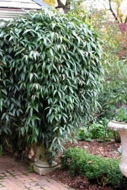 Snowdrift Evergreen Clematis Armandii - 5 Gallon Pot -Wilson Bros Gardens Shop Clematis Armandii Snowdrift 52 2