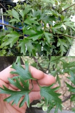 Avalanche Evergreen Clematis - 2 Gallon Pot 14 Avalanche Evergreen Clematis - 2 Gallon Pot -Wilson Bros Gardens Shop Clematis Avalanche 15