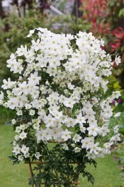 Avalanche Evergreen Clematis - 2 Gallon Pot 17 Avalanche Evergreen Clematis - 2 Gallon Pot -Wilson Bros Gardens Shop Clematis Avalanche 5