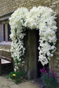 Avalanche Evergreen Clematis - 2 Gallon Pot 13 Avalanche Evergreen Clematis - 2 Gallon Pot -Wilson Bros Gardens Shop Clematis Avalanche 7