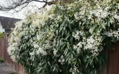 Snowdrift Evergreen Clematis Armandii - 5 Gallon Pot -Wilson Bros Gardens Shop Clematis Snowdrift 22 2