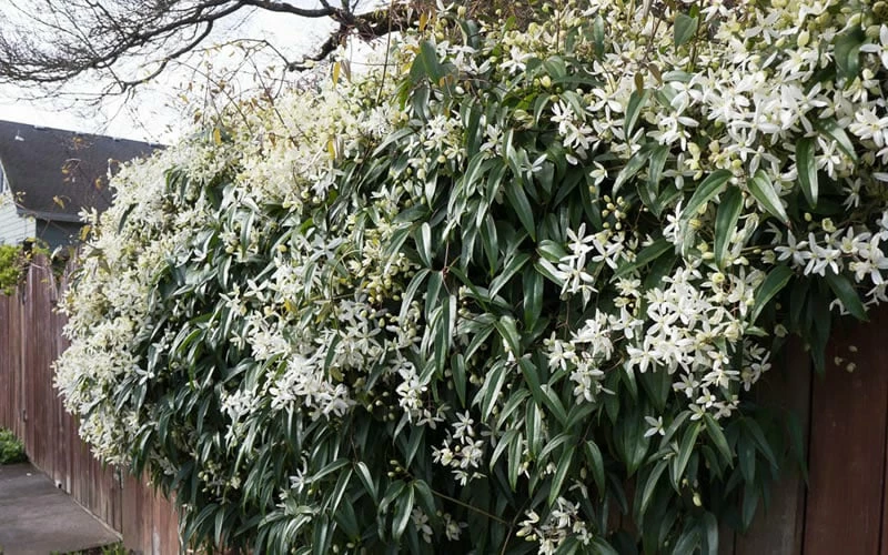Snowdrift Evergreen Clematis Armandii - 1 Gallon Pot 8 Snowdrift Evergreen Clematis Armandii - 1 Gallon Pot - Image 8