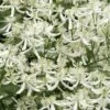 Sweet Autumn Clematis Terniflora - 3 Gallon Pot