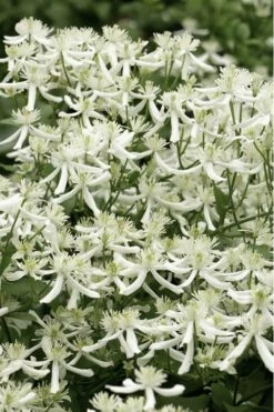 Sweet Autumn Clematis Terniflora - 3 Gallon Pot