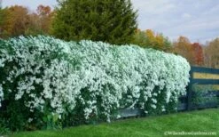 Sweet Autumn Clematis Terniflora - 3 Gallon Pot -Wilson Bros Gardens Shop Clematis Sweet Autumn 6 1
