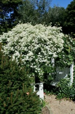 Sweet Autumn Clematis Terniflora - 3 Gallon Pot -Wilson Bros Gardens Shop Clematis Sweet Autumn 7 1