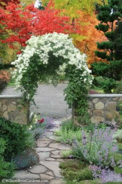 Sweet Autumn Clematis - 1 Gallon Pot -Wilson Bros Gardens Shop Clematis Sweet Autumn 8