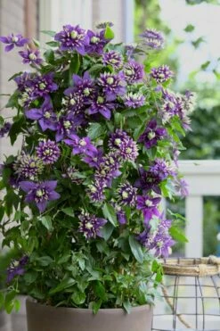 Taiga Clematis - 3 Gallon Pot -Wilson Bros Gardens Shop Clematis Taiga 10
