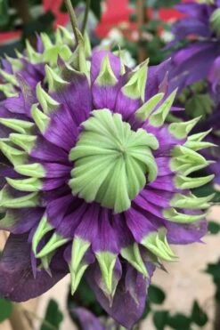 Taiga Clematis - 1 Gallon Pot -Wilson Bros Gardens Shop Clematis Taiga 2 1