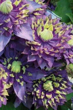 Taiga Clematis - 1 Gallon Pot -Wilson Bros Gardens Shop Clematis Taiga 3 1