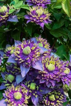 Taiga Clematis - 1 Gallon Pot -Wilson Bros Gardens Shop Clematis Taiga 4 1