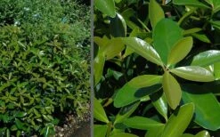 Bigfoot Cleyera Japonica - 3 Gallon Pot -Wilson Bros Gardens Shop Cleyera Bigfoot