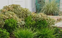 Juliet Cleyera Japonica - 2 Gallon Pot -Wilson Bros Gardens Shop Cleyera Juliet 2