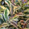 Romeo Variegated Cleyera Japonica - 2 Gallon Pot