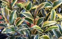 Romeo Variegated Cleyera Japonica - 2 Gallon Pot -Wilson Bros Gardens Shop Cleyera Romeo 3