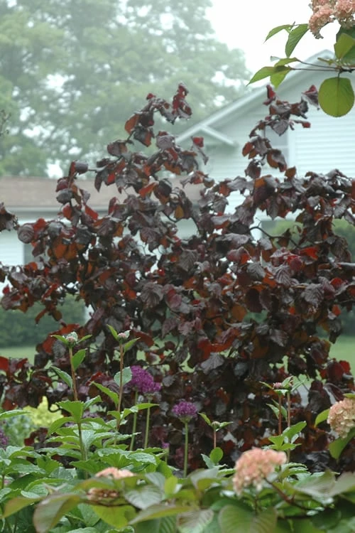 Red Dragon Contorted Filbert - Corylus Avellena - 5 Gallon Pot 1 Red Dragon Contorted Filbert - Corylus Avellena - 5 Gallon Pot