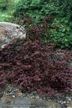 Red Dragon Contorted Filbert - Corylus Avellena - 5 Gallon Pot 8 Red Dragon Contorted Filbert - Corylus Avellena - 5 Gallon Pot -Wilson Bros Gardens Shop Contorted Filbert Red Dragon 7 3