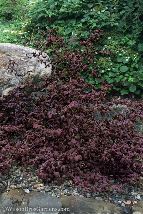 Red Dragon Contorted Filbert - Corylus Avellena - 5 Gallon Pot 3 Red Dragon Contorted Filbert - Corylus Avellena - 5 Gallon Pot - Image 3