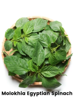 Summer Greens Bundle: Malabar Spinach, Molokhia, Longevity Spinach & Lagos Spinach -Wilson Bros Gardens Shop CopyofBananaBundleforSale SowExotic.com 13