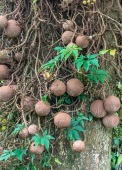 Cannonball Tree (Couroupita Guianensis) -Wilson Bros Gardens Shop CouroupitaguianensisCannonballFruitTreeForSale SowExotic.com 1