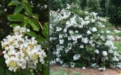 Acoma Weeping White Crape Myrtle - 7 Gallon Pot (4-5') 11 Acoma Weeping White Crape Myrtle - 7 Gallon Pot (4-5') -Wilson Bros Gardens Shop Crape Myrtle Acoma 3 6
