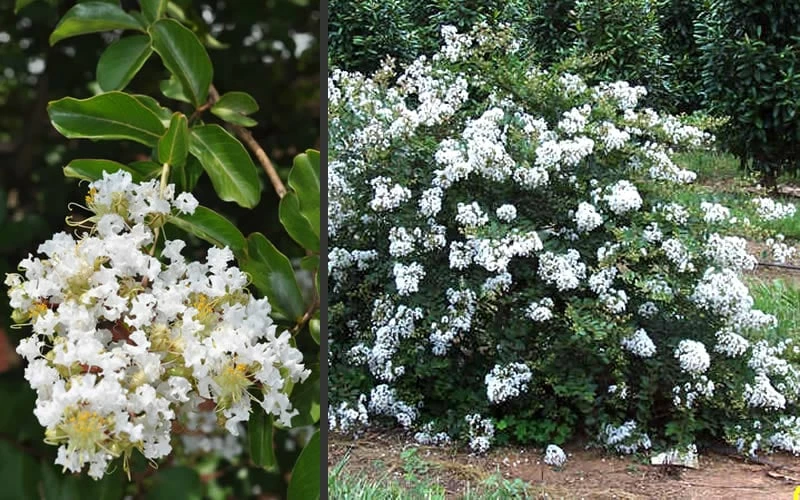 Acoma Weeping White Crape Myrtle - 7 Gallon Pot (4-5') 6 Acoma Weeping White Crape Myrtle - 7 Gallon Pot (4-5') - Image 6
