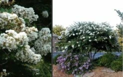 Acoma Weeping White Crape Myrtle - 3 Gallon Pot -Wilson Bros Gardens Shop Crape Myrtle Acoma 4 3