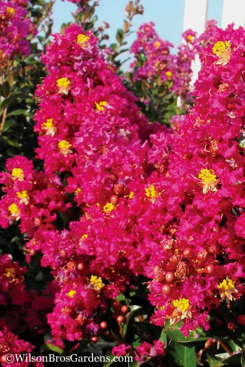 Berry Dazzle Dwarf Crape Myrtle - 1 Gallon Pot 4 Berry Dazzle Dwarf Crape Myrtle - 1 Gallon Pot - Image 4