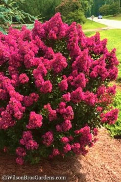 Berry Dazzle Dwarf Crape Myrtle - 1 Gallon Pot 10 Berry Dazzle Dwarf Crape Myrtle - 1 Gallon Pot -Wilson Bros Gardens Shop Crape Myrtle Berry Dazzle 14
